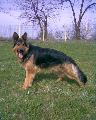 Rex
