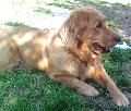 Goldie
