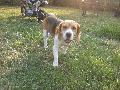 bobi