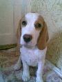 dolfi